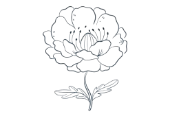 BLOSSOM ESSENCE